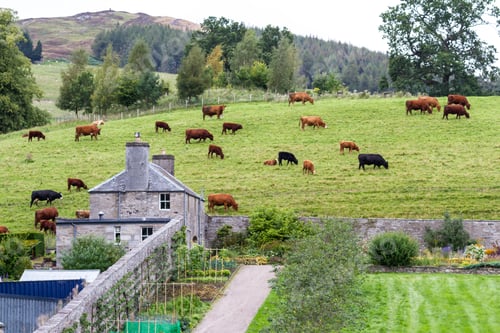 Preview: Pitlochry Scotland - September 12 2019: Stone Walls Separate Hercules Garden From The Grazing