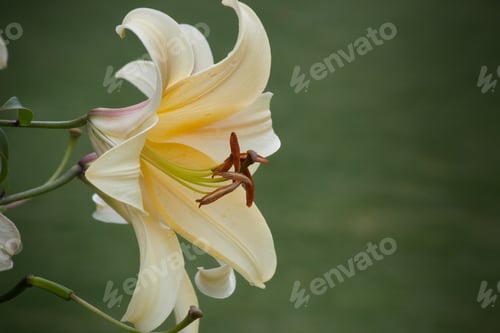 Preview: Yellow Iris Outdoors In The Garden