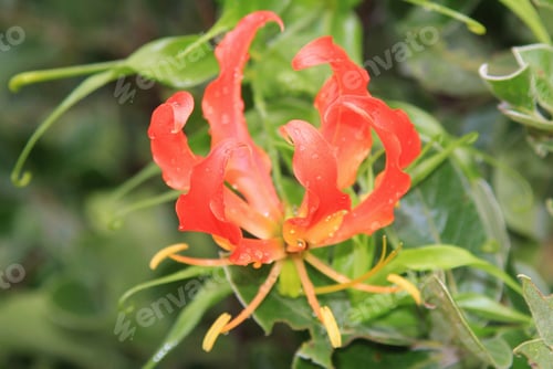 Preview: Fire Lily - Wild Flower Background From Africa - Nature'S Treasure Chest Of Colors, Red And Orange