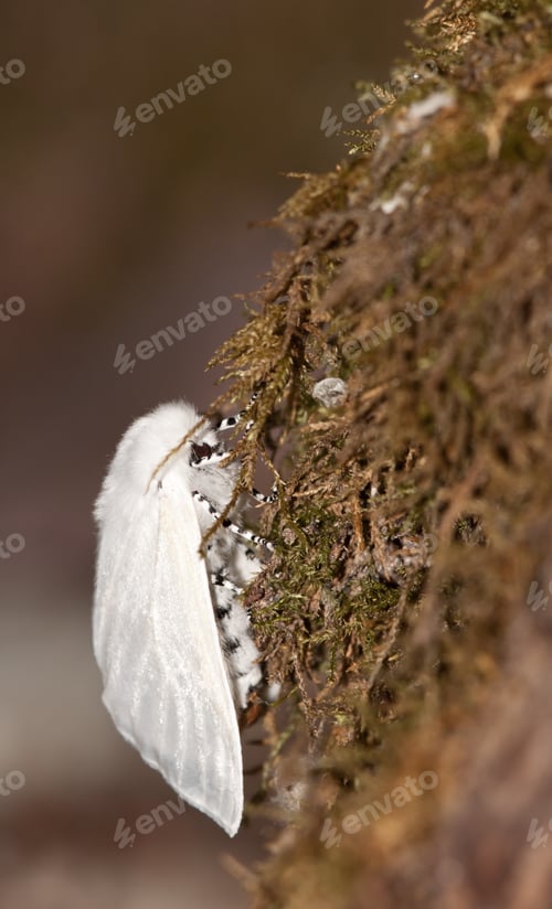 Preview: White Spoted Silk Moth On A Tree In North America