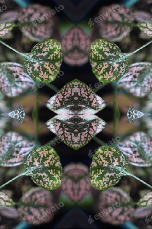 Preview: A Potted Pink Splash Plant Abstract With Lush Spotted Leaves 0273