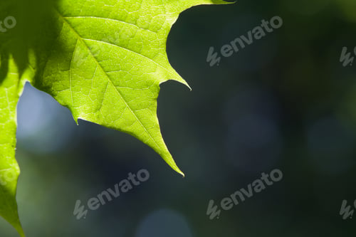 Preview: Closeup Of A New Maple Leaf On A Sunny Morning Making A Beautiful Natural Background