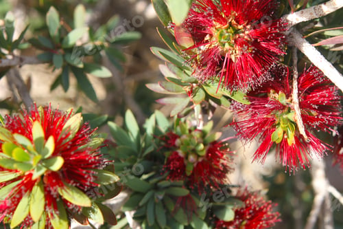 Preview: A Pohutukawa Plant With Green Leaves And Bright Red Flowers 4340