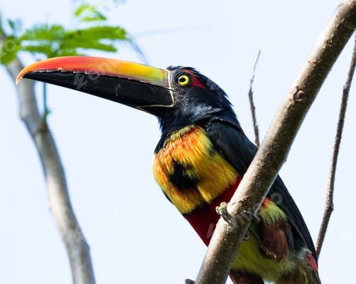 Preview: Fiery Billed Aracari Perched On A Small Branch In The Costa Rican Southern Pacific