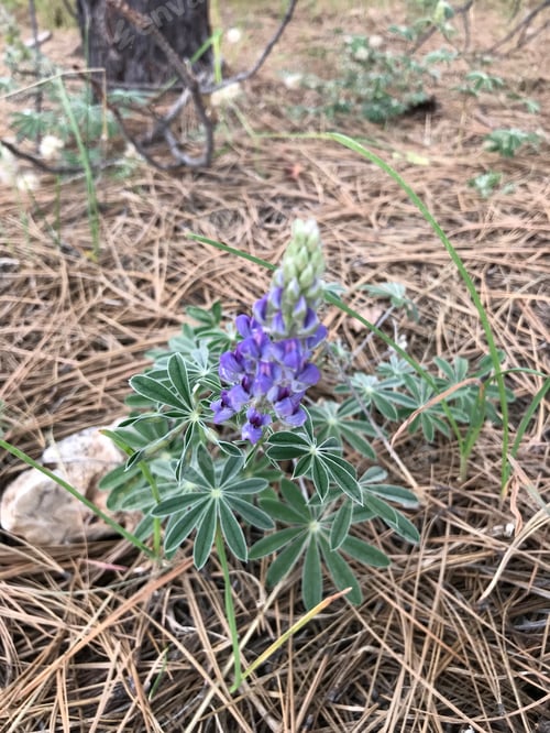 Preview: A Lupinus Sparsiflorus Plant With Flowers 4784