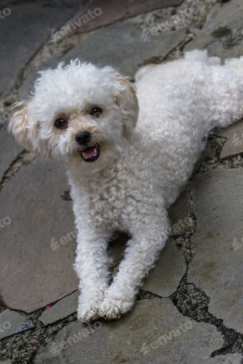 Preview: Close Up Of A Cute White Mini Toy Poodle Laying On Stone Pavers