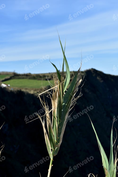 Preview: Close Up Blades Of Grass Stalk With Sea Cliffs In The Background.