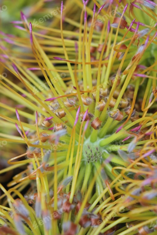 Preview: A Cluster Of Yellow Bird Nodding Pincushion Flowers 7462