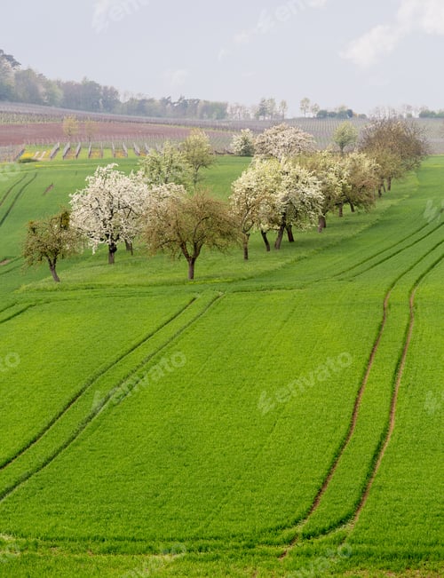 Preview: Pattern Of Rows Of Grape Vines In Vineyard In Castell Germany Above The Old Apple Orchard In Plowed
