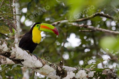 Preview: Adult Keel Billed Toucan Perched On A Tree In The Rainforest Of Belize
