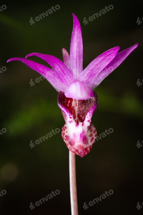 Preview: Lady S Slipper -Cypripedium Reginae Shot In Springtime In The Dark Oregon Forest