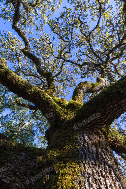Preview: Looking Up Perspective Of A Beautiful Old Oak Tree In California