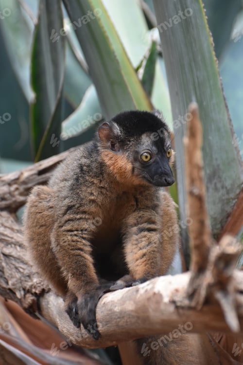 Preview: Breathtaking Little Collared Lemur Living In Nature