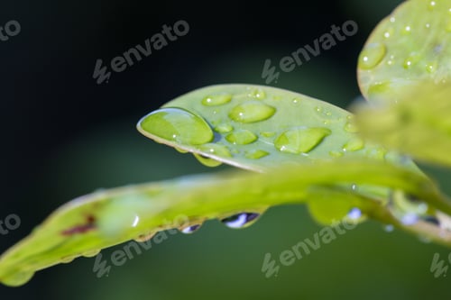 Preview: Close Up Of Fresh Rain Drops On Green Tropical Vegetation In Costa Rica