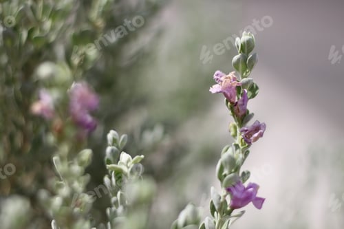 Preview: A Barometerbush Plant With Purple Flowers 0709
