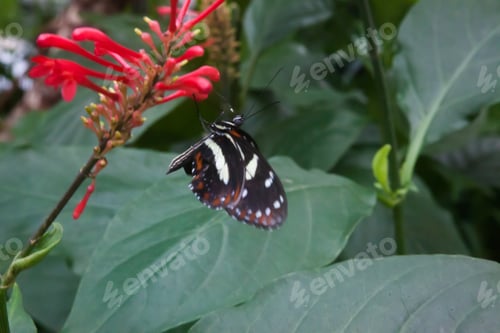 Preview: Black Butterfly On Plant With Red Flower