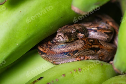Preview: Young Boa Constrictor Resting On A Bunch Of Green Bananas I Had Just Harvested