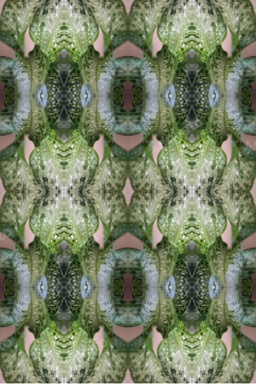 Preview: A Dieffenbachia Snow Plant Abstract With Lush Variegated Leaves 0297