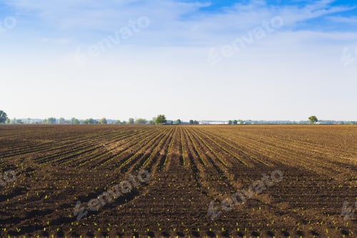 Preview: American Green Field