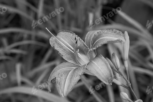 Preview: Lily Outdoors In Black And White