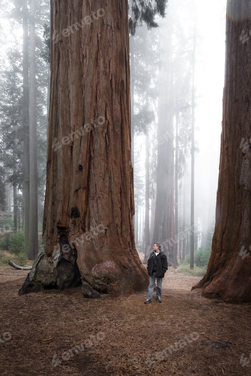 Preview: Adult Male Enjoying Nature In A Giant Sequoia Forest With Fog In The Background