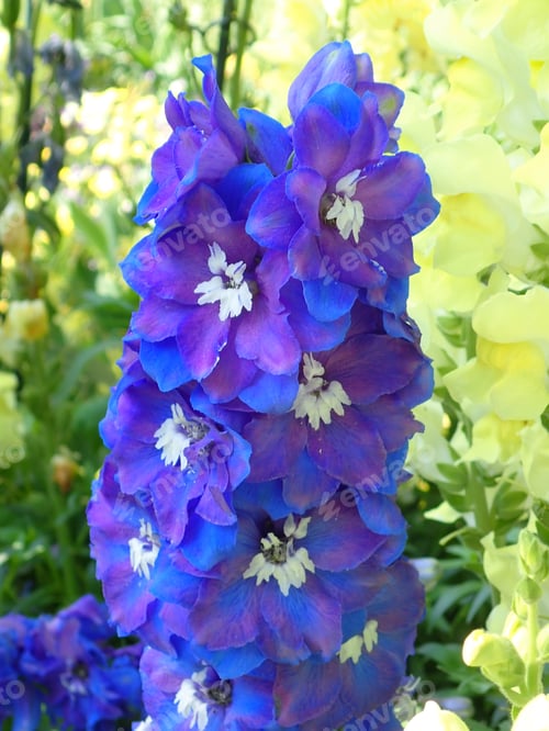Preview: Blue Flowers In The Sunshine Outdoors
