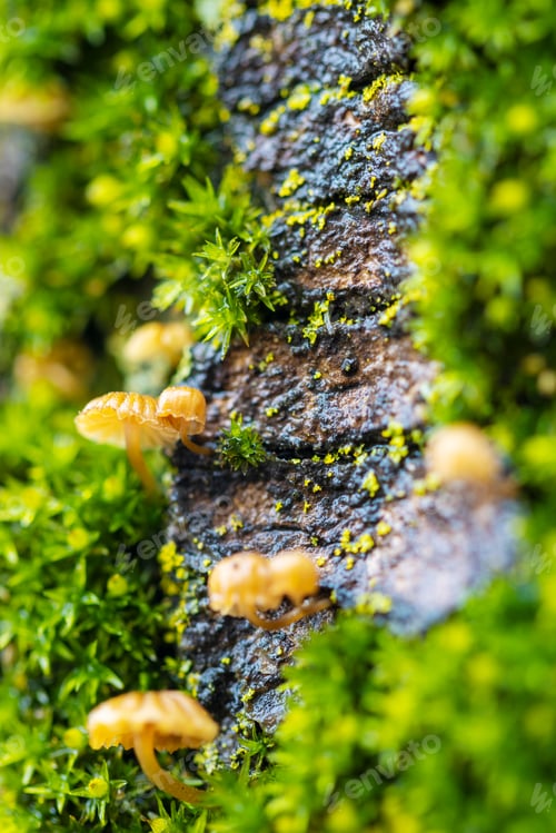 Preview: Macro Closeup Of A Tiny Umbrella Shaped Mushroom Fungus On The Bark Of A Tree