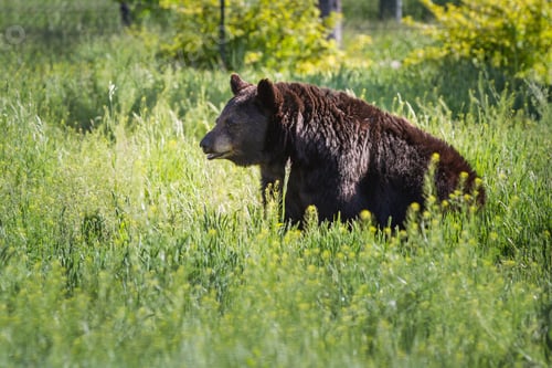 Preview: Large Black Bear Sitting On Green Spring Grass With Bright Sunshine