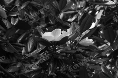 Preview: Magnolia Blossom In Black And White