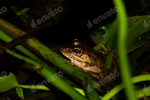 Preview: Large Toad In The Rain Forest Of Belize