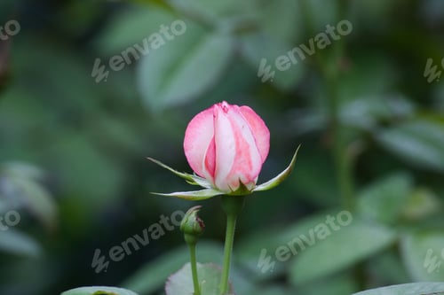 Preview: Beautiful Red Roses In The Sunshine