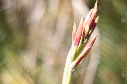 Preview: A Lemon Punch Canna Lily Plant With Saffron Flowers 5872