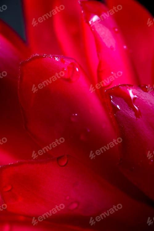 Preview: Close Up Of A Vivid Red Ginger Bloom Isolated On A Black Background