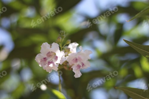 Preview: Delicate White Flowers with Purple Markings Outdoors
