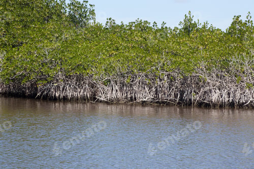 Preview: The Everglades With Mangrove Trees