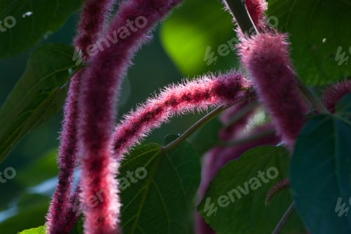 Preview: Red Bloom Of A Chenille Plant