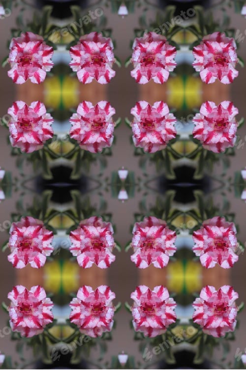 Preview: A Closeup Of An Adenium Plant With Double Bloom Pink And White Flowers