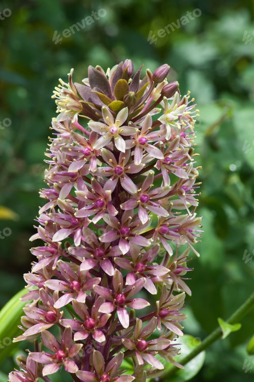 Preview: Pineapple Lily Outdoors In A Garden