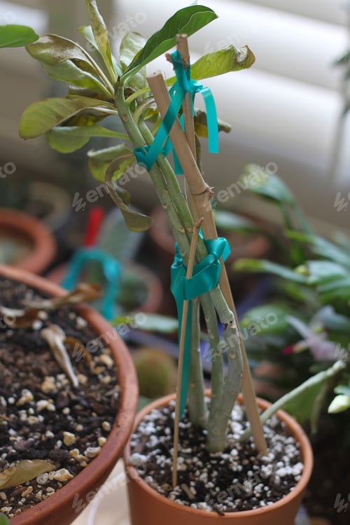 Preview: Cuttings Adenium Desert Rose Staked For Support While Growing Roots 3457