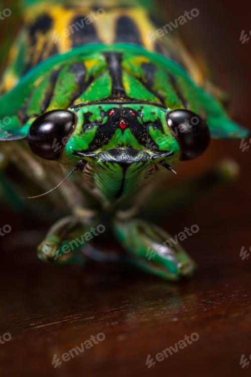 Preview: Green Cicada With Golden Wings On A Dark Wooden Table