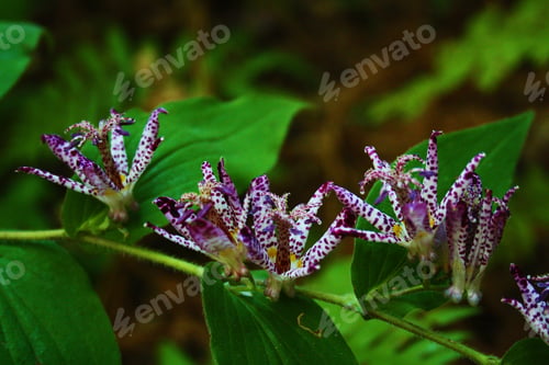 Preview: Purple And White Toad Lilies, Elizabethan Gardens, North Carolina, Usa