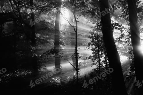 Preview: Landscape Of Morning Sun Streaming Through Trees