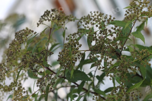 Preview: A Spiraea Meadow Sweets With Tiny Pink Flowers. 3283