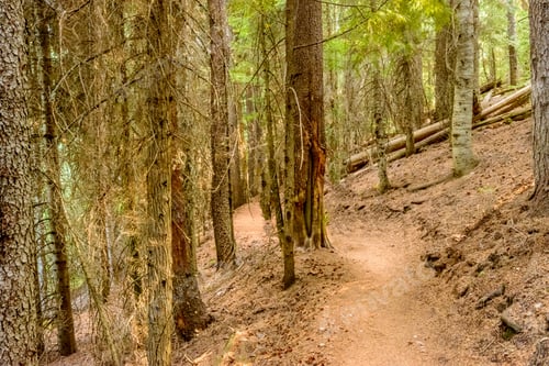 Preview: Beautiful Mountain Trail View At Lightning Lakes, British Columbia, Canada.