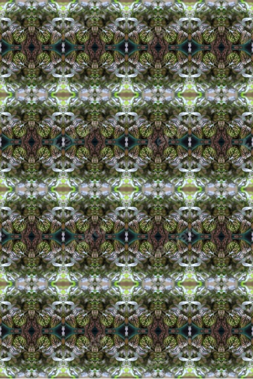 Preview: A Potted Pink Splash Plant Abstract With Lush Spotted Leaves 0274