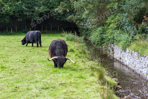 Preview: Close Up Of An Adult Highland Cow In A Field With Fresh Green Grass Late Summer In The Scottish