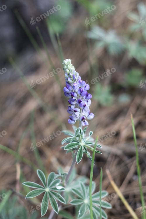 Preview: A Lupinus Sparsiflorus Plant With Flowers 8880