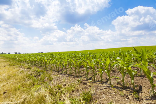 Preview: Country Landscape