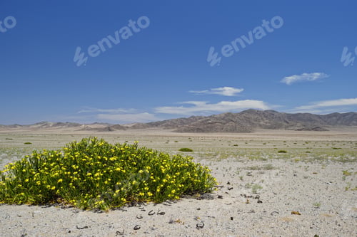 Preview: Atacama Desert, One Of The Most Arid In The World, But Due To The Rains Of The Winter Of 2015