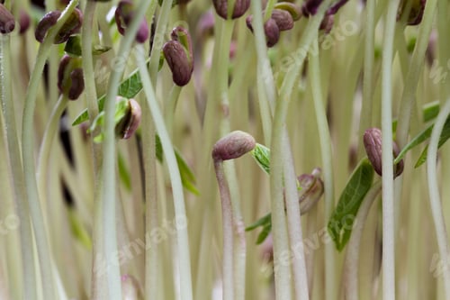 Preview: Close Up Of A Group Of Green Soybean Sprouts With Long Stems And Green Leaves